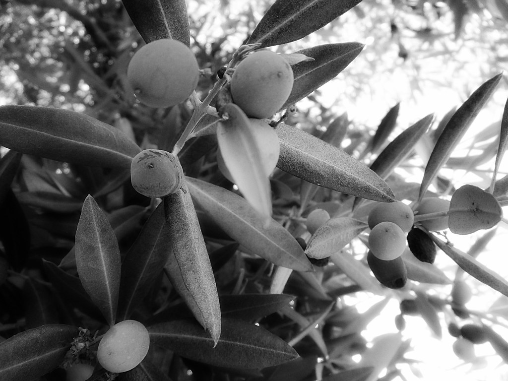 Ottobre olive