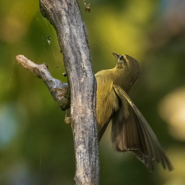 Pouillot fitis/Phylloscopus trochilus/Willow Warbler