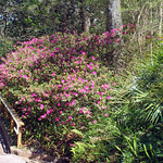 Azaleas, Rainbow Springs State Park Azaleas along a path.