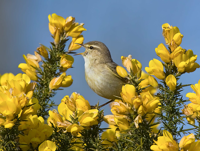Willow Warbler  Yorkshire England