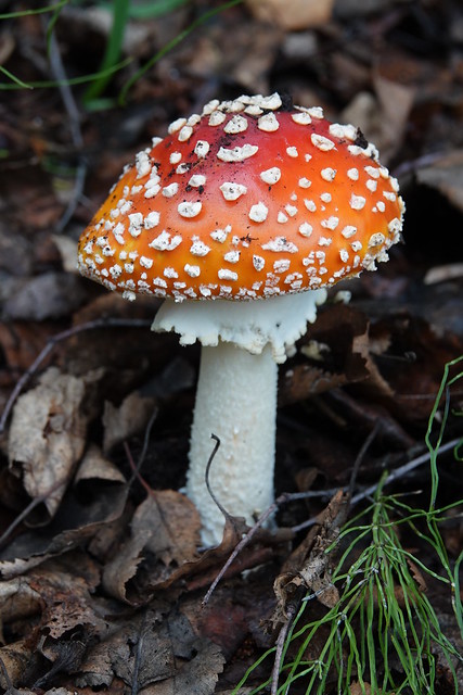 Alaskan Mushroom DSC07967