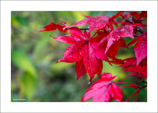 Autumnal acer leaves