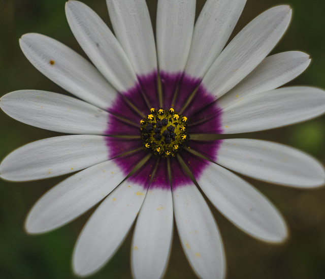 White rain daisy (Dimorphotheca pluvialis)