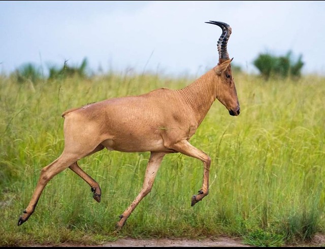 Hartebeest.What do you know about the Hartebeest?