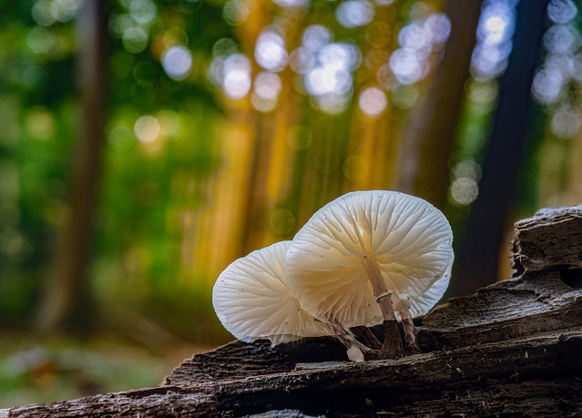 Porcellan mushrooms in the morning light