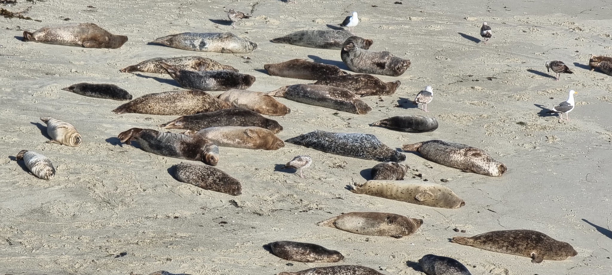 Seals on the beach at La Jolla