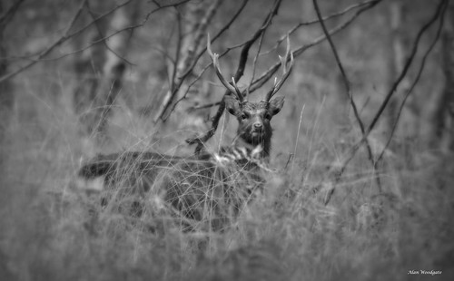 Sika Deer (stag) - New Forest | by Alan Woodgate