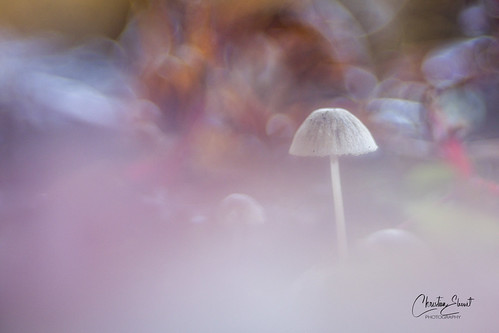 Micro landscape 4 | by christianeleouet1