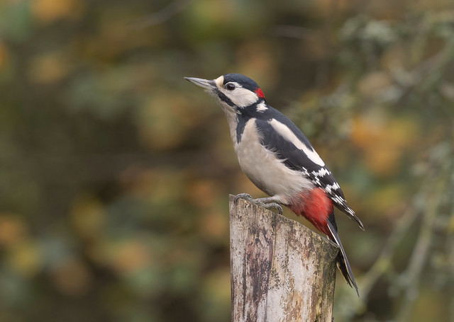 Great Spotted Woodpecker - Dendrocopos major - Male