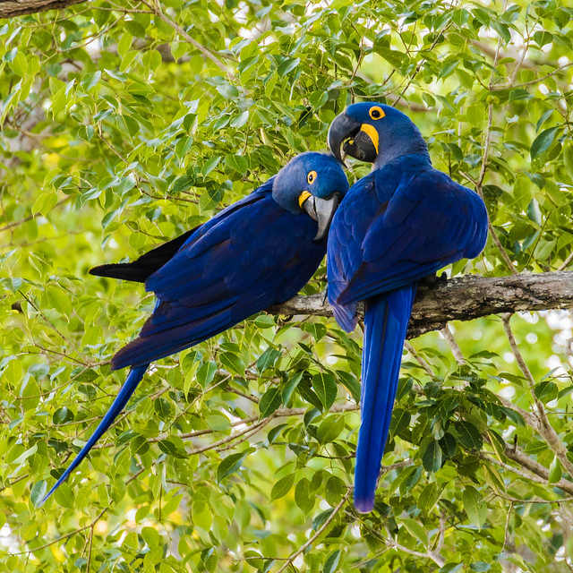 9K0A4723 Hyacinth Macaw, Anodorhynchus hyacinthinus.
