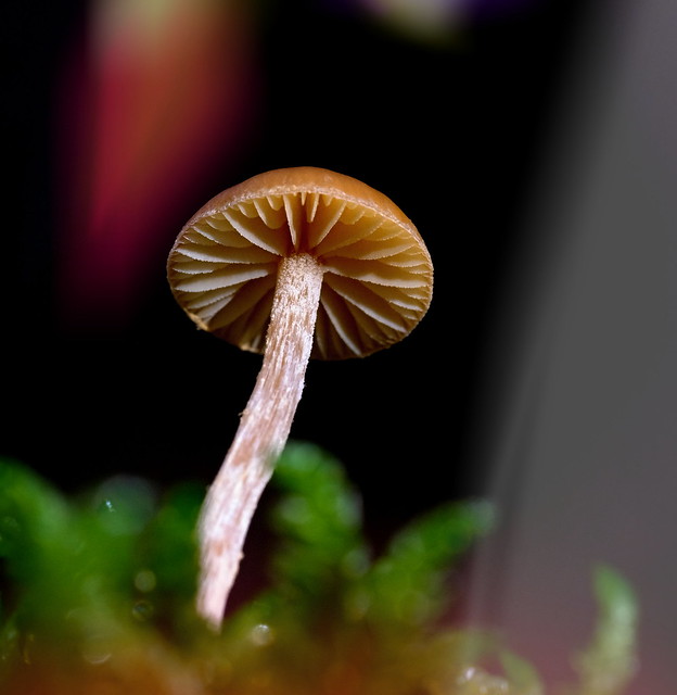in explore - kleiner Pilz ganz groß ...