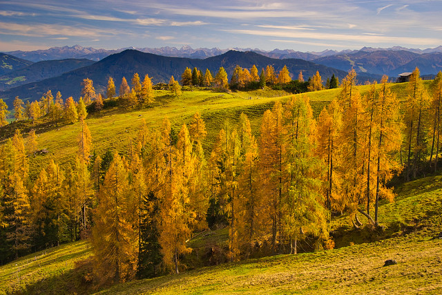 Alpine pasture with golden larches