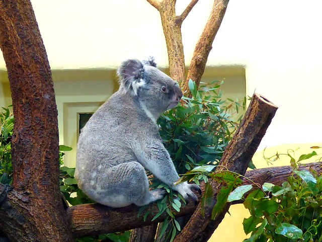 der Koala macht gerade eine Fresspause