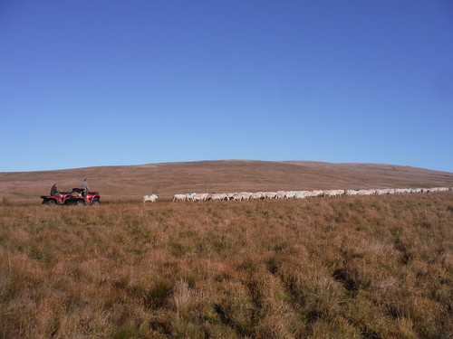 Shepherds at work: just before Waun Dywarch SWC Walk 401 - Storey Arms to Libanus or Circular (via Ystradfellte)