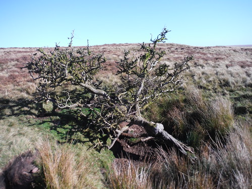 Heavily leaning tree in shake hole on Mynydd y Garn SWC Walk 401 - Storey Arms to Libanus or Circular (via Ystradfellte)