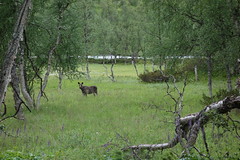 A curious moose in Seldutvágge.