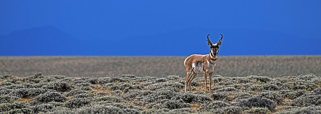 Pronghorn Red Desert Wyoming DSC_3242