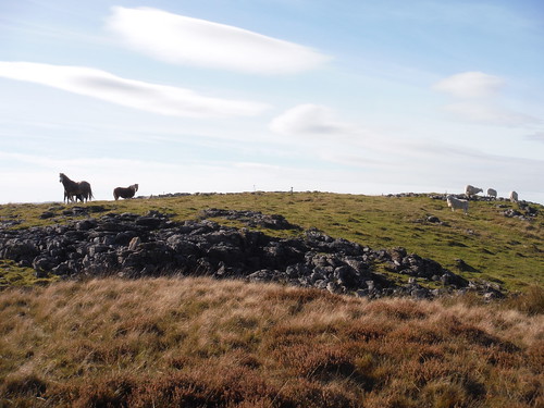Wild Ponies and sheep on Carn y Botel SWC Walk 401 - Storey Arms to Libanus or Circular (via Ystradfellte)
