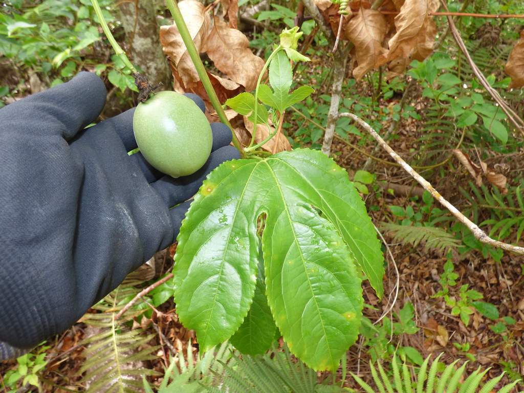starr-220711-0215-Passiflora_edulis-immature_fruit_and_leaves-Makawao_Forest_Reserve-Maui