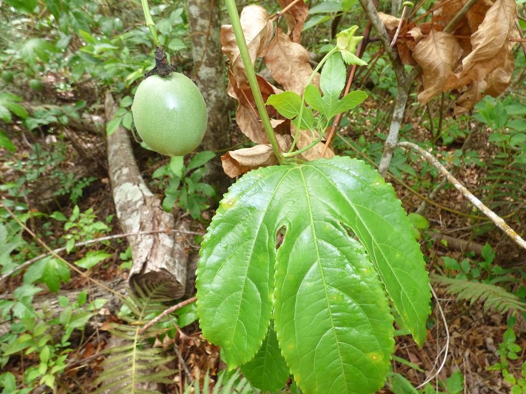 starr-220711-0214-Passiflora_edulis-immature_fruit_and_leaves-Makawao_Forest_Reserve-Maui