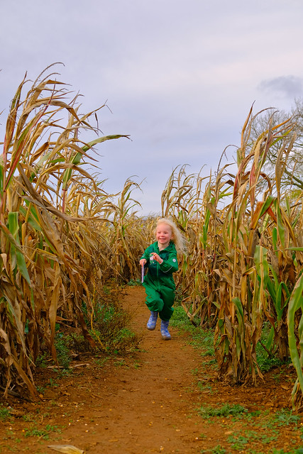 In the maize maze