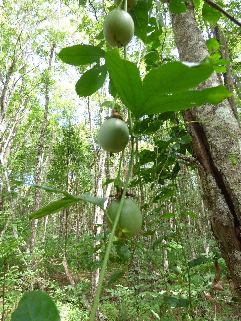 starr-220711-0212-Passiflora_edulis-immature_fruit_and_leaves-Makawao_Forest_Reserve-Maui