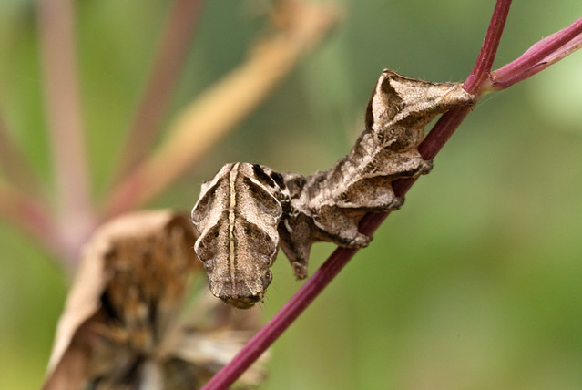 Goldenrod Stowaway moth caterpillar