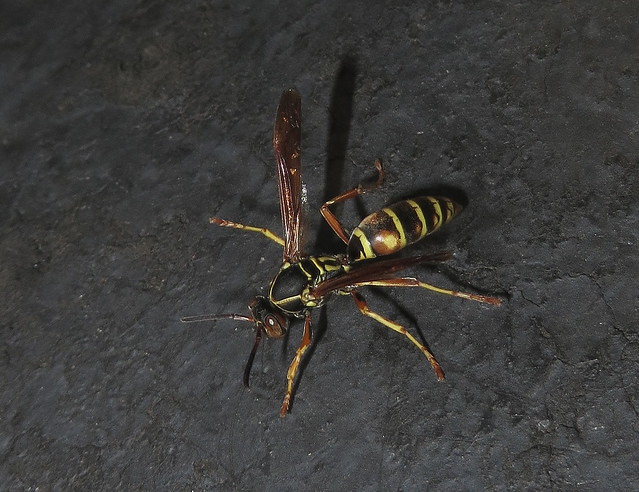 Northern Paper Wasp IMG_7681