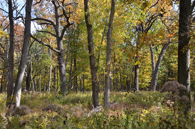 Autumn Landscape, Dappled Light, Somme Prairie Grove Forest Preserve, Northbrook, Illinois, October 18, 2022 161 bpz full