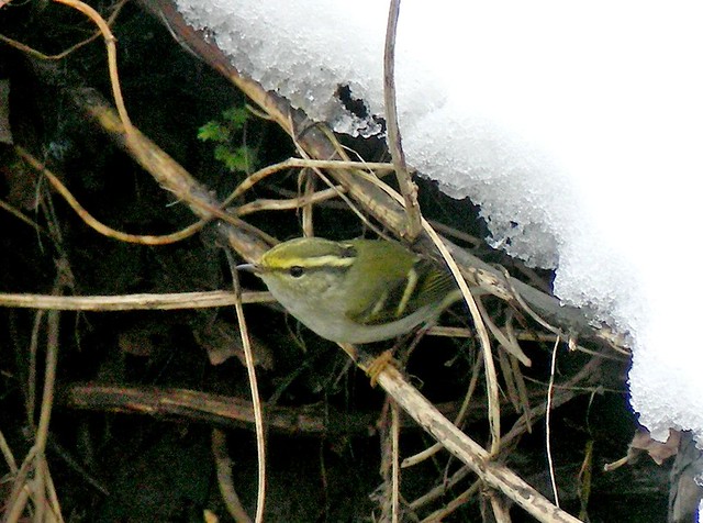 Pallas's Warbler, in snow.