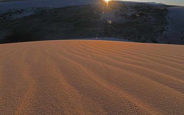 Killpecker Sand Dunes Red Desert WY DSC_2708 CRP