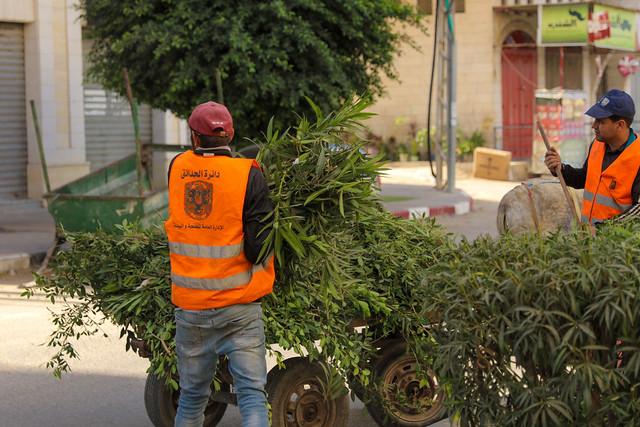 أعمال تقليم الأشجار شارع القدس