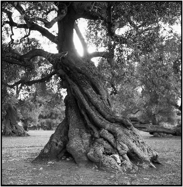 In the garden of the old trees_Rolleiflex 2.8E