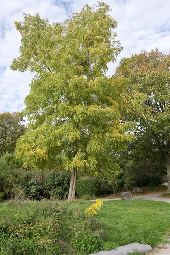 L'automne aux Acacias | Jardin des Acacias, Mons-en-Barœul, … | Flickr