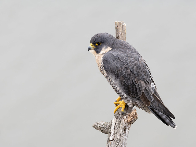 Female Peregrine Falcon - This one in particular killed an eagle according to a local photographer
