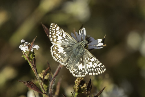 COMMON CHECKERED-SKIPPER BUTTERFLY, butterfly commoncheckeredskipper dearborncounty indiana lawrenceburg oxbow