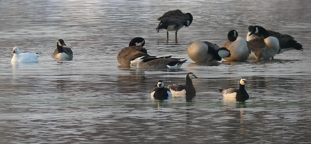 Aggregation of Wild Goose species.