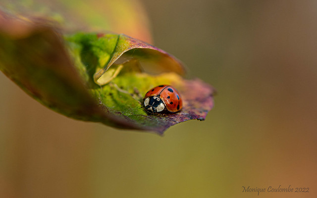 Coccinelle - Ladybug