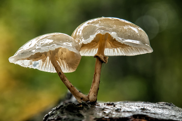 Mushroom time