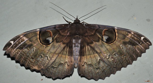 Whitsunday Big eyed moth Erebus crepuscularis Erebinae Erebidae Noctuoidea Mandalay rainforest Airlie Beach P1460490