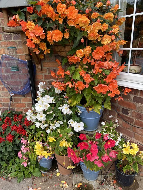 Begonias on our Patio, Hillview, UK.