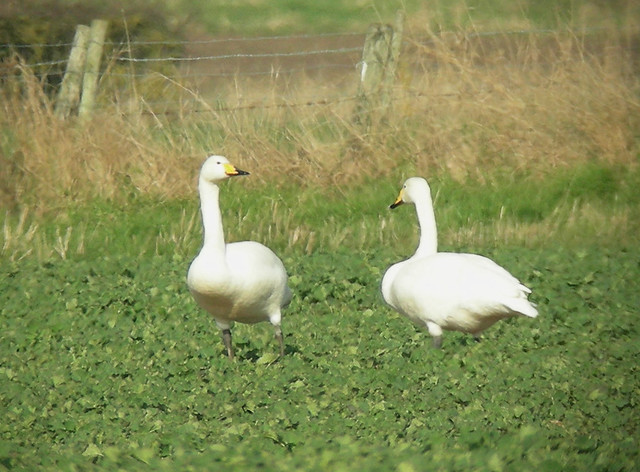 Two Whooper Swans in a Berkshire field.