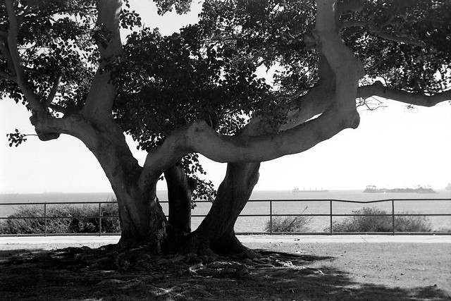 Long Beach Tree