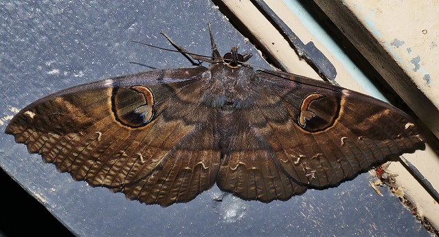 Whitsunday Big eyed moth Erebus crepuscularis Erebinae Erebidae Noctuoidea Mandalay rainforest Airlie Beach P1460378
