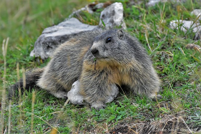 Marmotte (Marmota marmota) (67)