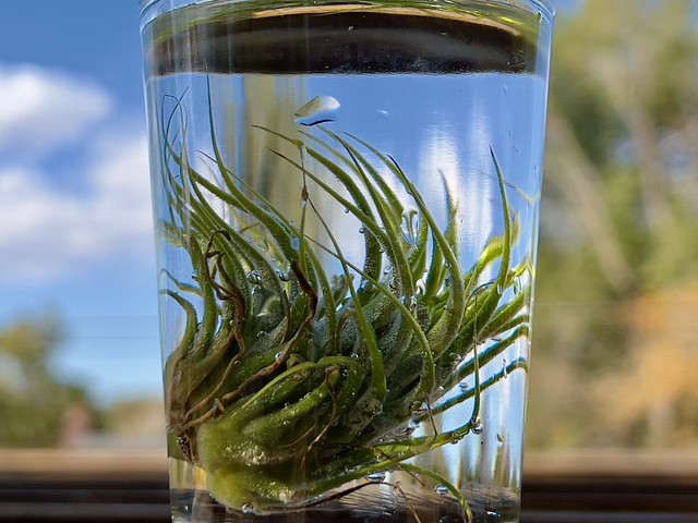 AirPlant