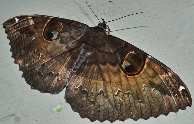 Whitsunday Big eyed moth Erebus crepuscularis Erebinae Erebidae Noctuoidea Mandalay rainforest Airlie Beach P1460497