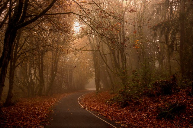 Foggy Autumn Drive