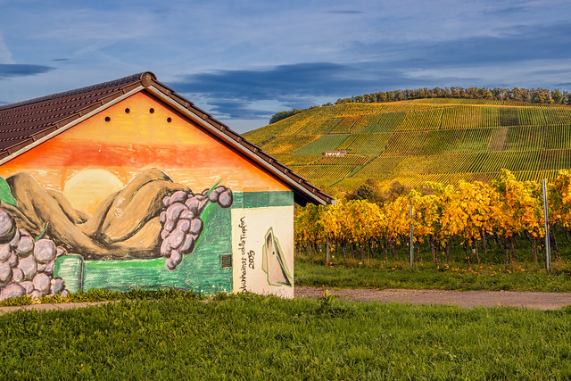 A view on the vineyards in Autumn