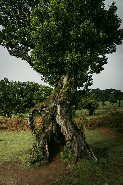 Fanal- old tree